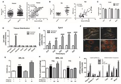 Gut-Derived Serotonin Contributes to the Progression of Non-Alcoholic Steatohepatitis via the Liver HTR2A/PPARγ2 Pathway